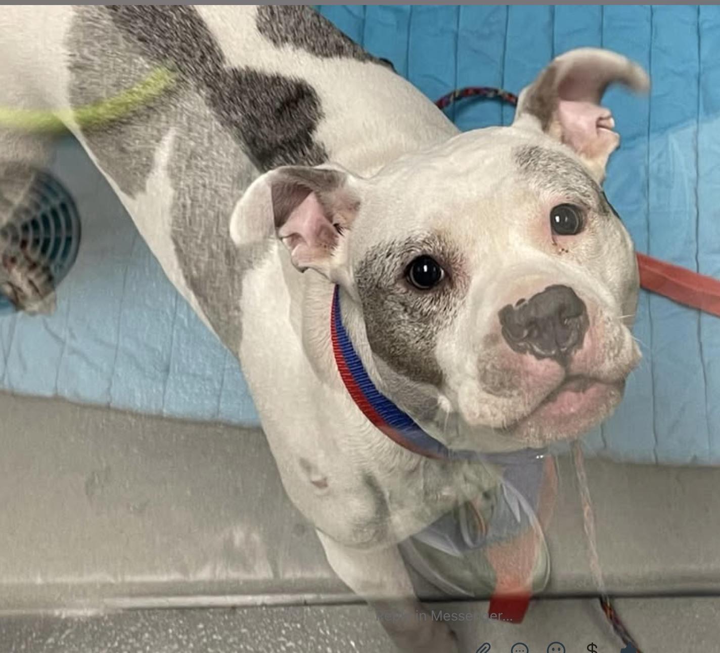 Enlarge Annie, a Adoptable Pit Bull Terrier in Hummelstown, PA image 5/5