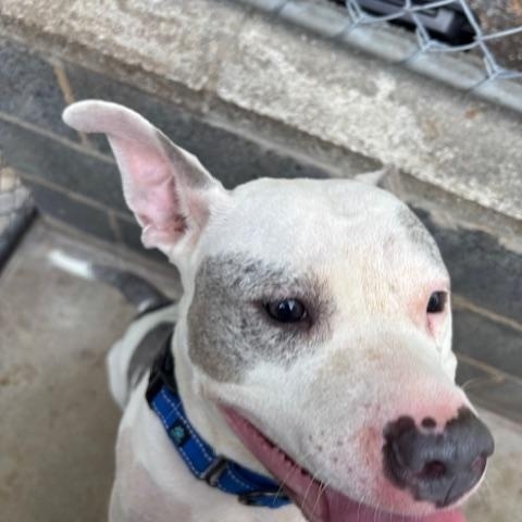 Annie, Adoptable, Young Female Pit Bull Terrier.