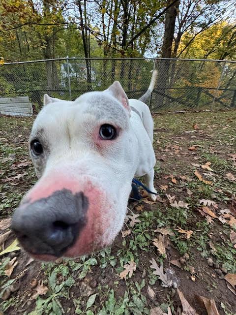 Enlarge Annie, a Adoptable Pit Bull Terrier in Hummelstown, PA image 4/5