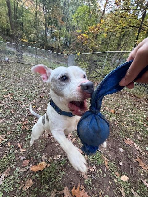 Enlarge Annie, a Adoptable Pit Bull Terrier in Hummelstown, PA image 2/5