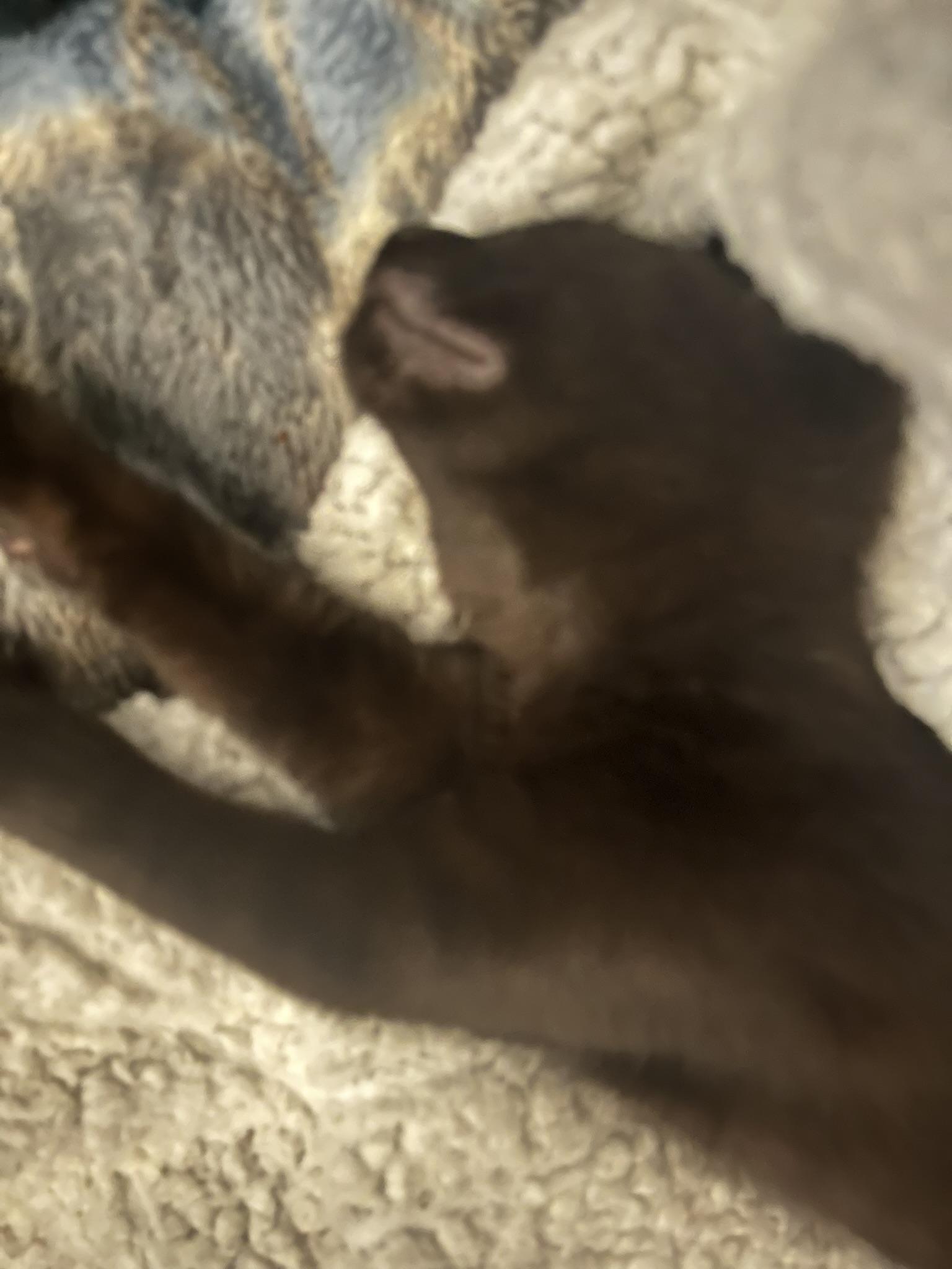 Enlarge Finley, a Adoptable Domestic Short Hair in Delta, OH image 2/6