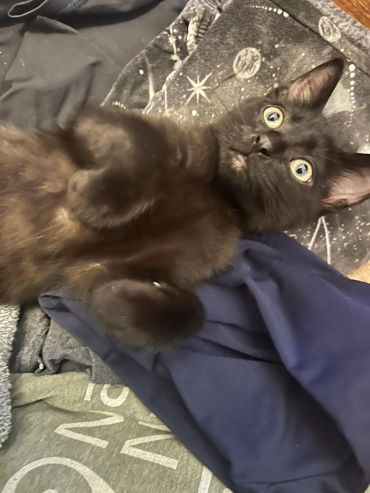 Enlarge Finley, a Adoptable Domestic Short Hair in Delta, OH image 5/6