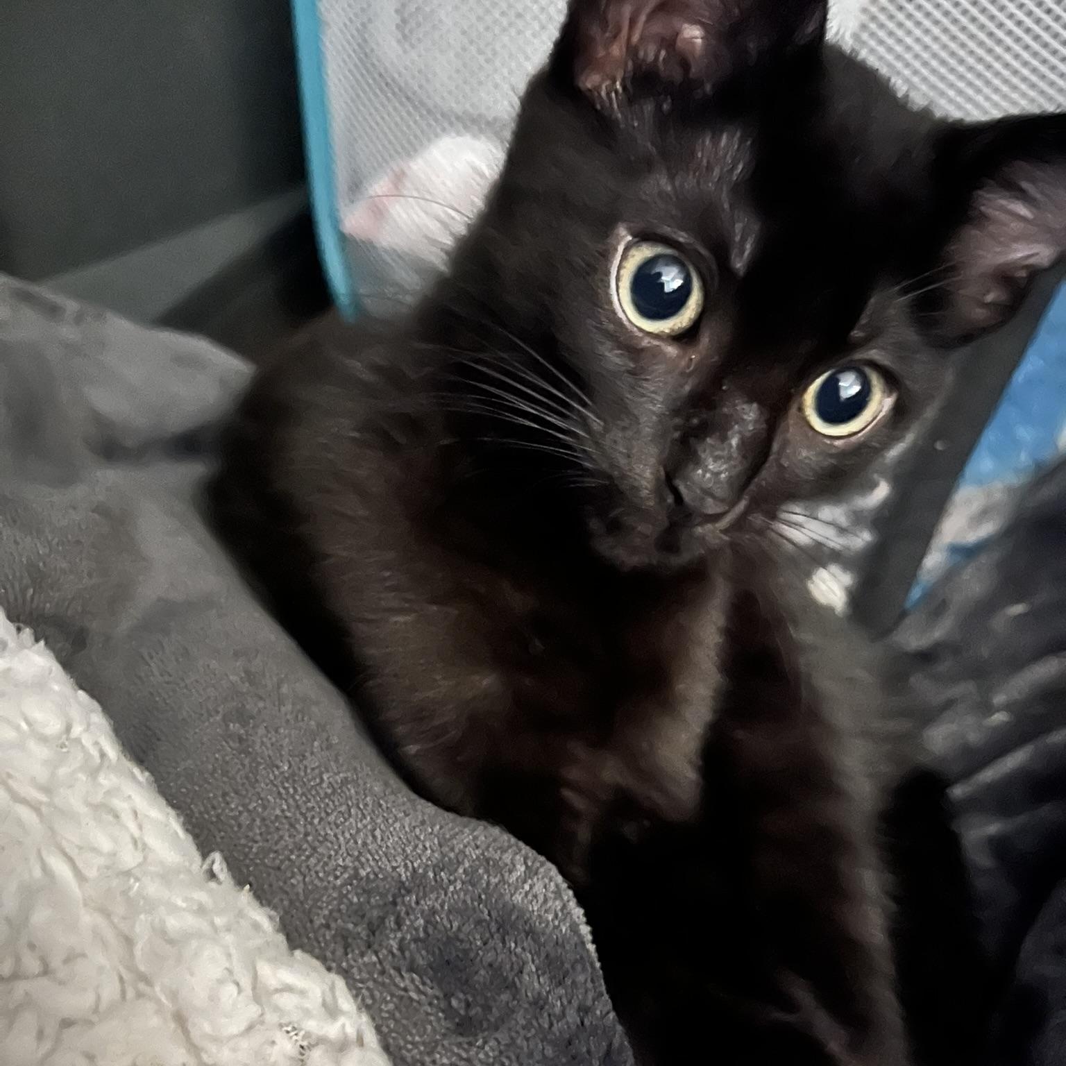 Finley, Adoptable, Kitten Male Domestic Short Hair.