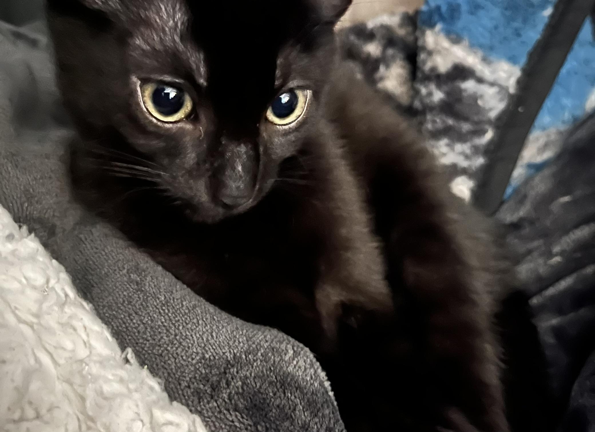 Enlarge Finley, a Adoptable Domestic Short Hair in Delta, OH image 3/6