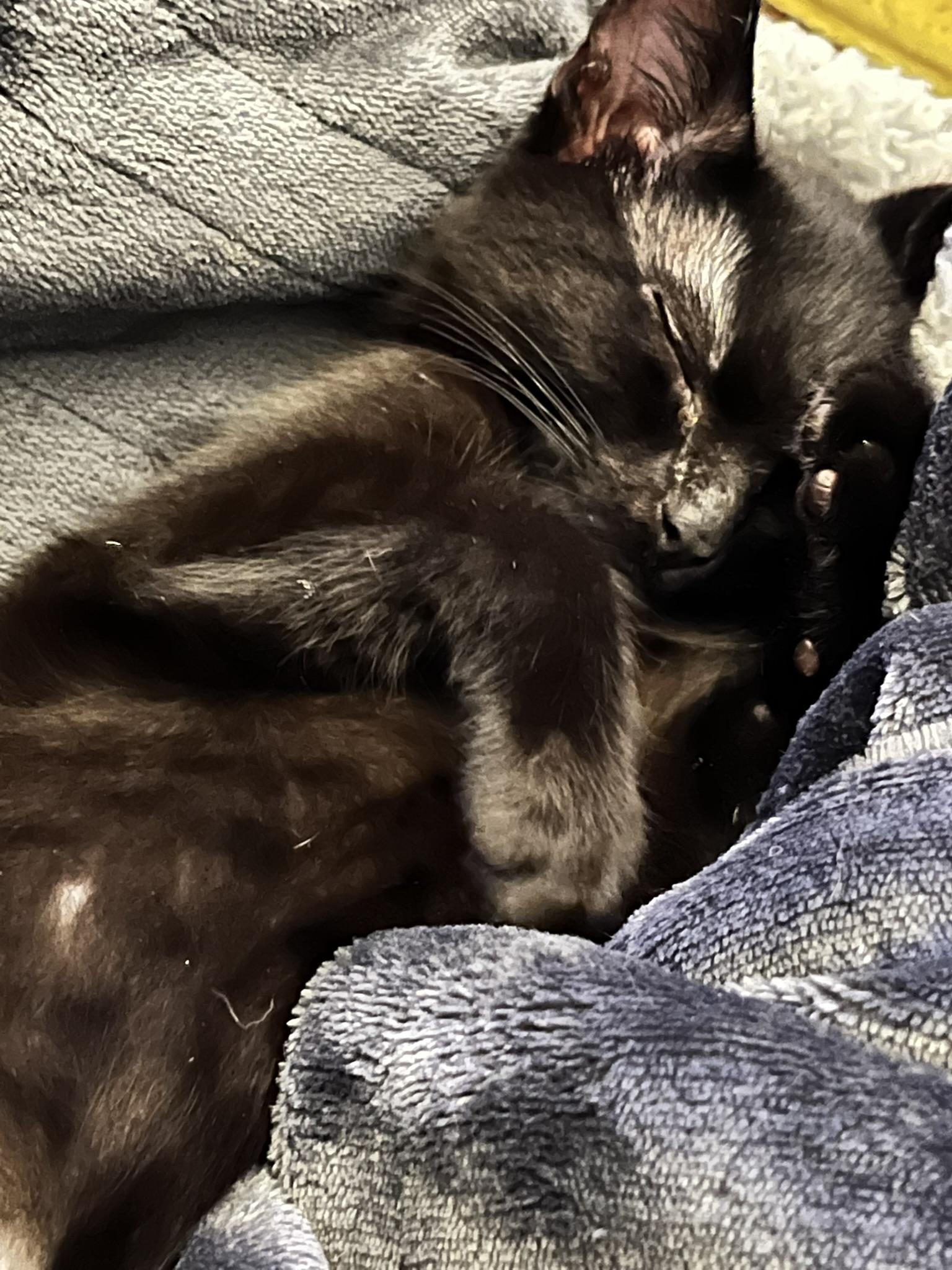 Enlarge Finley, a Adoptable Domestic Short Hair in Delta, OH image 4/6