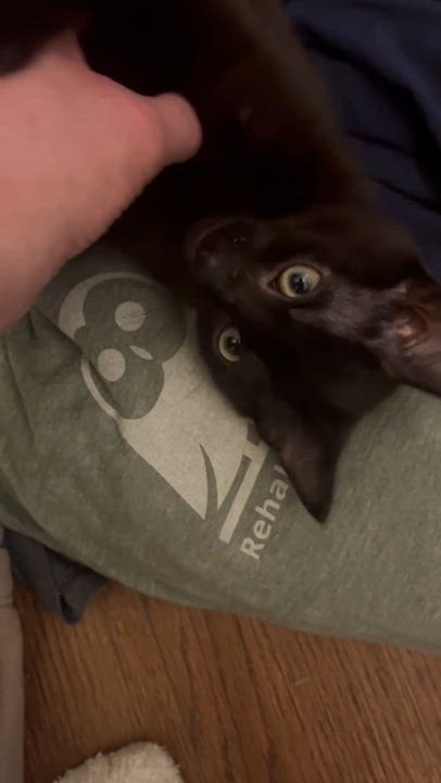 Enlarge Finley, a Adoptable Domestic Short Hair in Delta, OH video 6/6