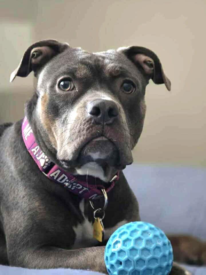 Enlarge Masha, a Adoptable Pit Bull Terrier in Rockville, MD image 1/3