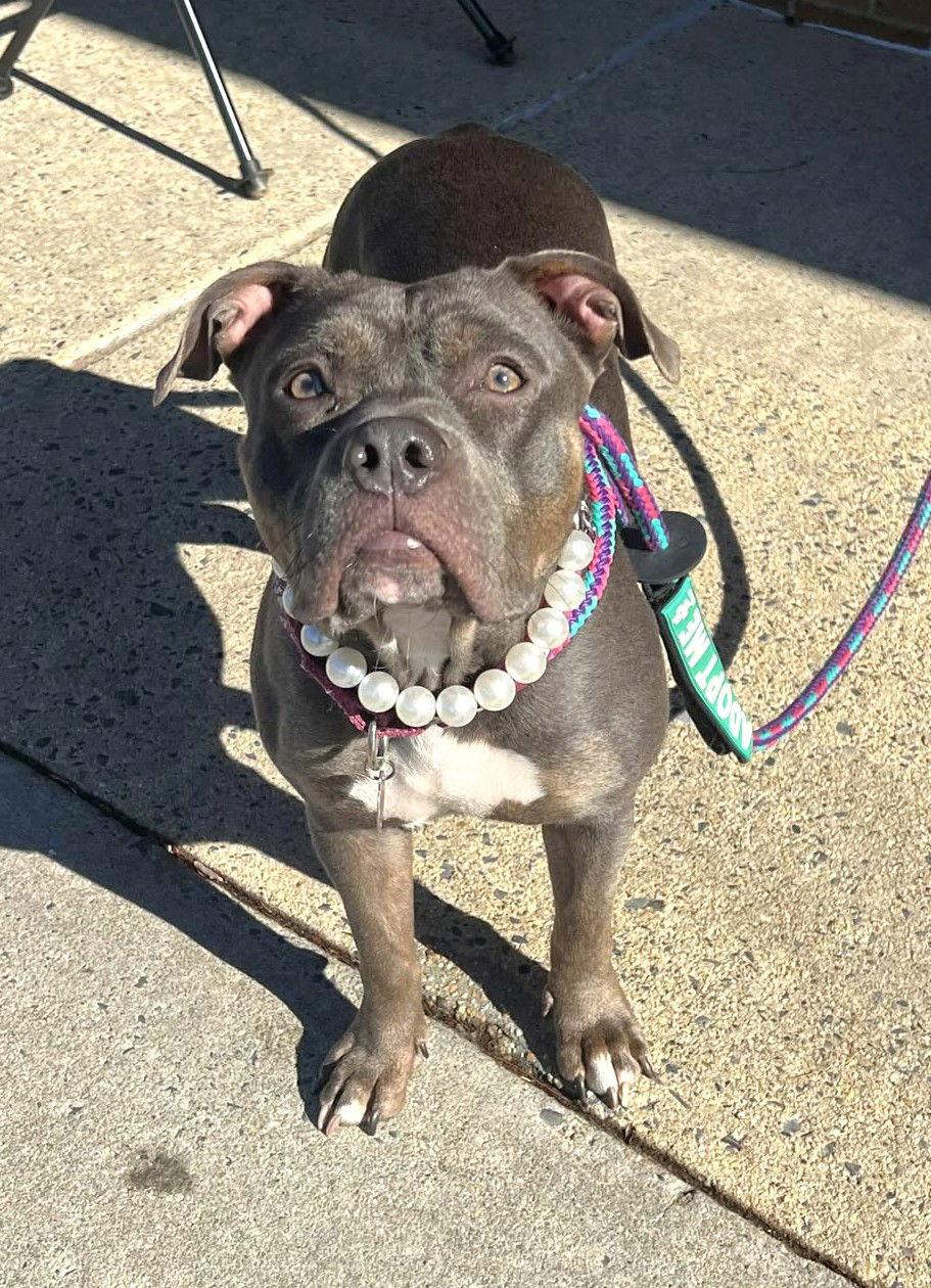 Enlarge Masha (fka Tira), a Adoptable Pit Bull Terrier in Rockville, MD image 2/3