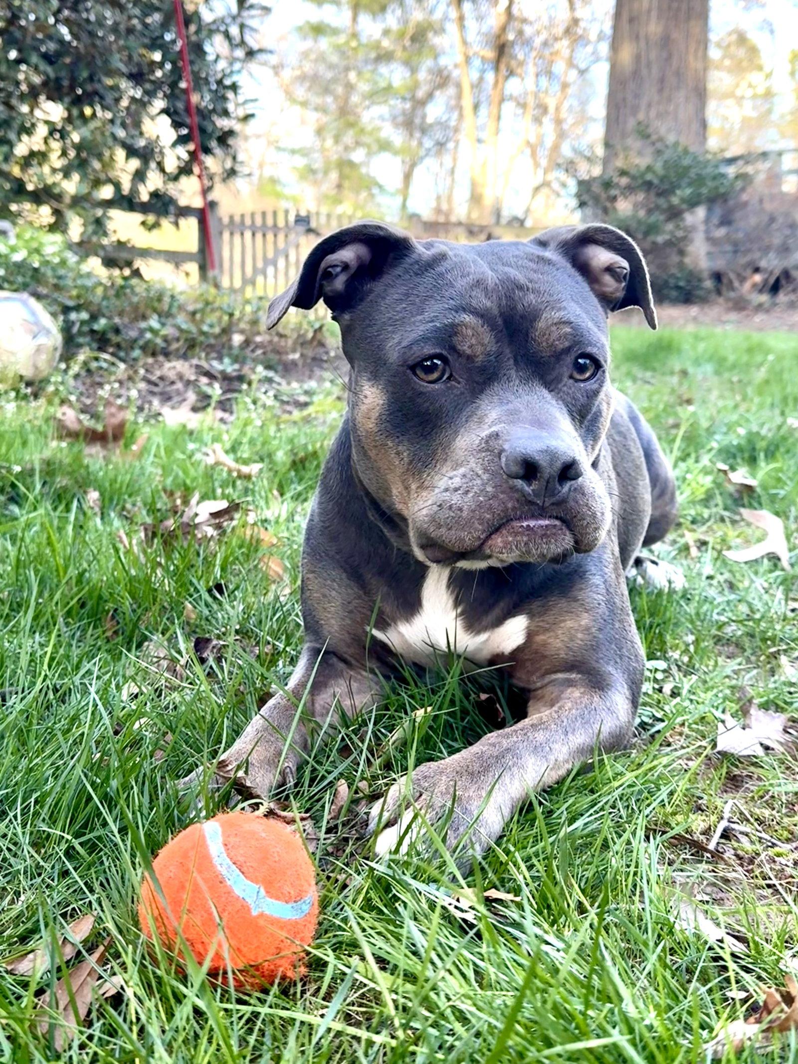 Enlarge Masha, a Adoptable Pit Bull Terrier in Rockville, MD image 2/3