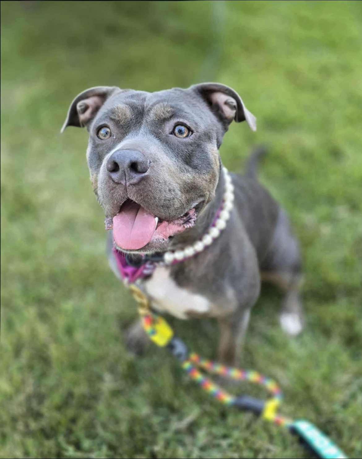 Enlarge Masha (fka Tira), a Adoptable Pit Bull Terrier in Rockville, MD image 3/3