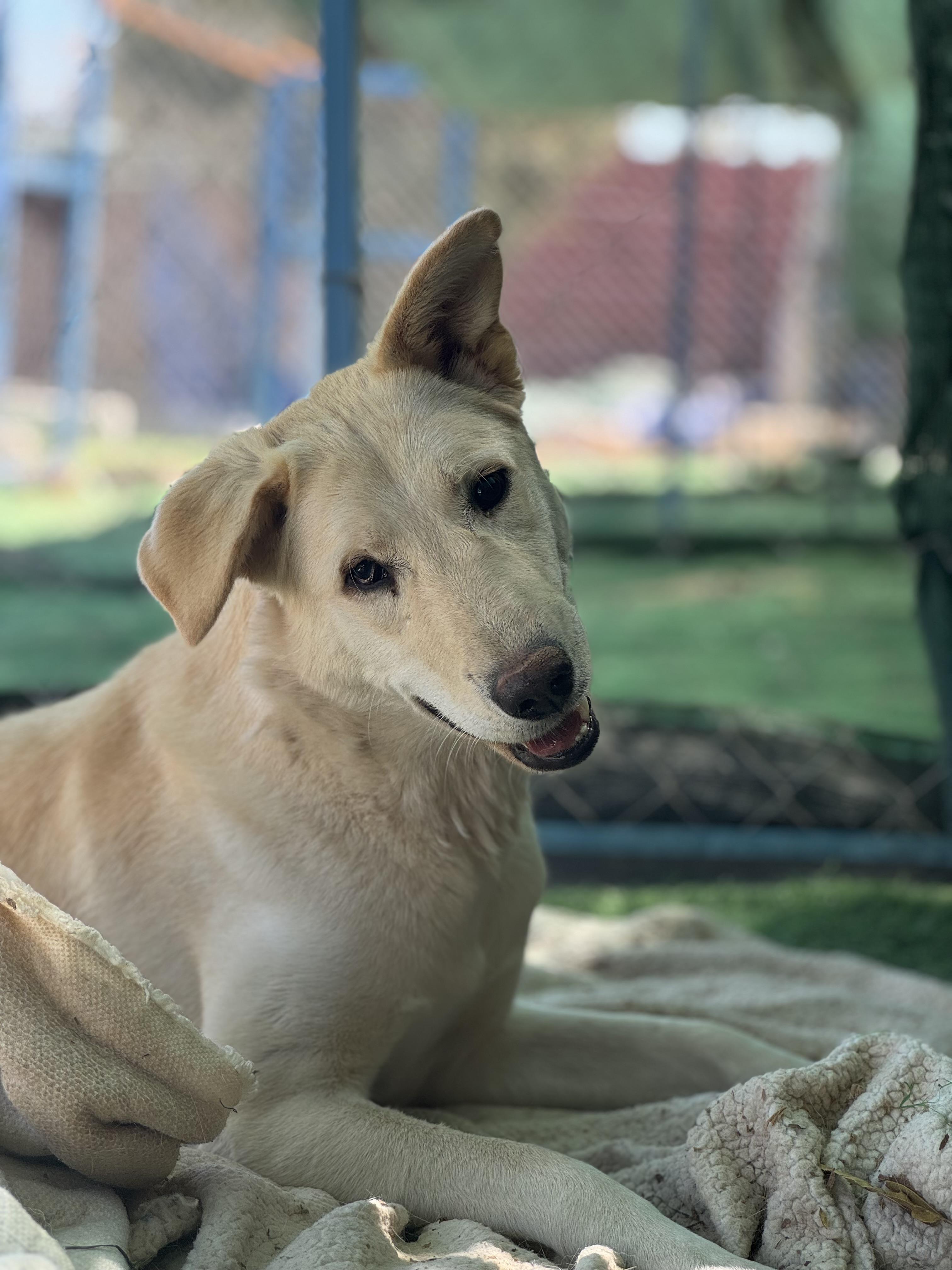 Naya, the Bravest Sweetest Pup