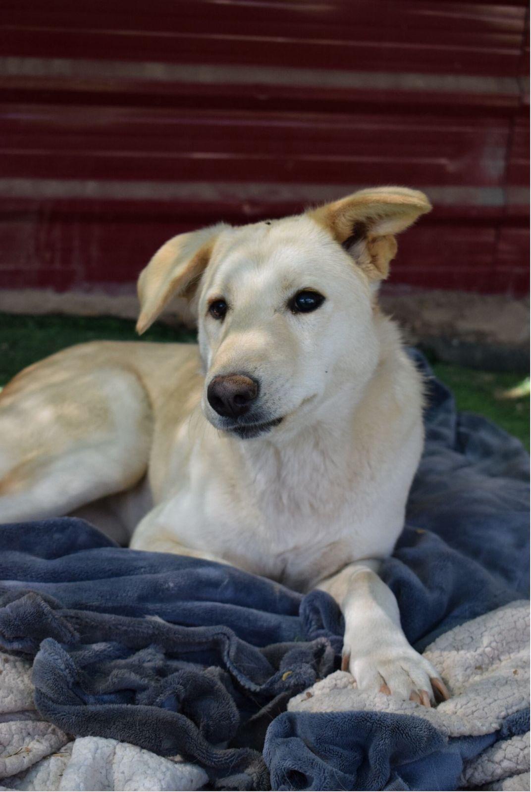 Naya, the Bravest Sweetest Pup, a Adoptable mixed breed in Somerset, NJ image 2/6