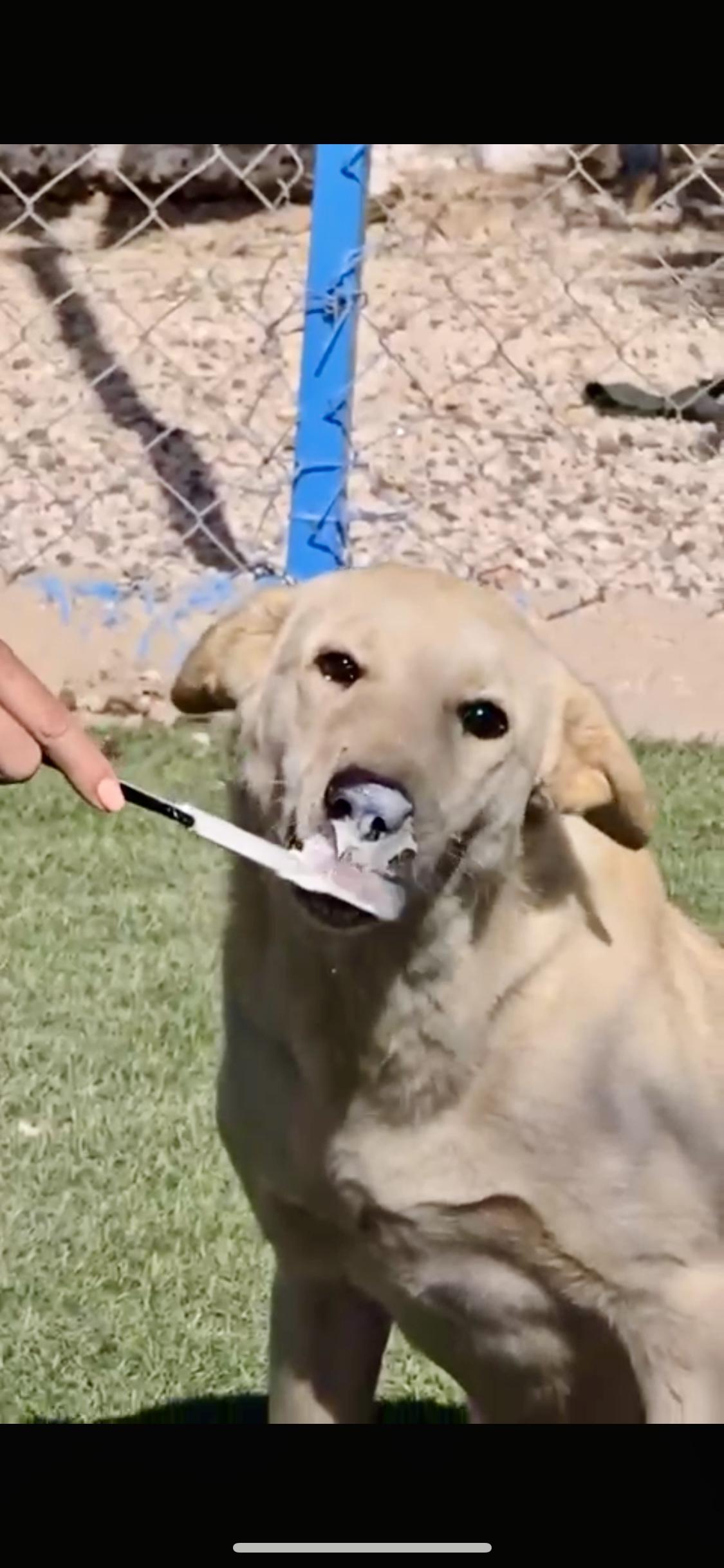 Naya, the Bravest Sweetest Pup