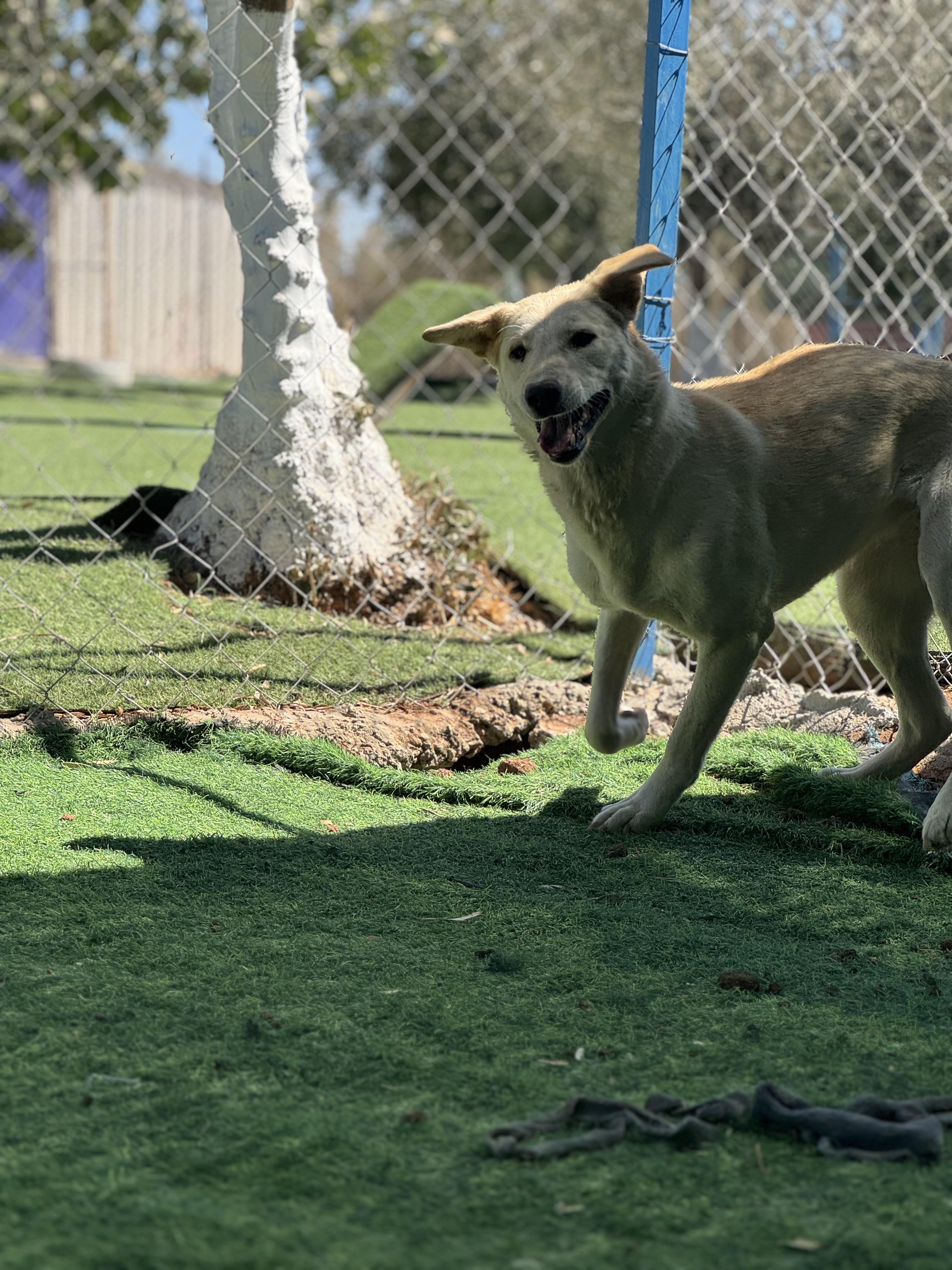 Naya, the Bravest Sweetest Pup, a Adoptable mixed breed in Somerset, NJ image 5/6