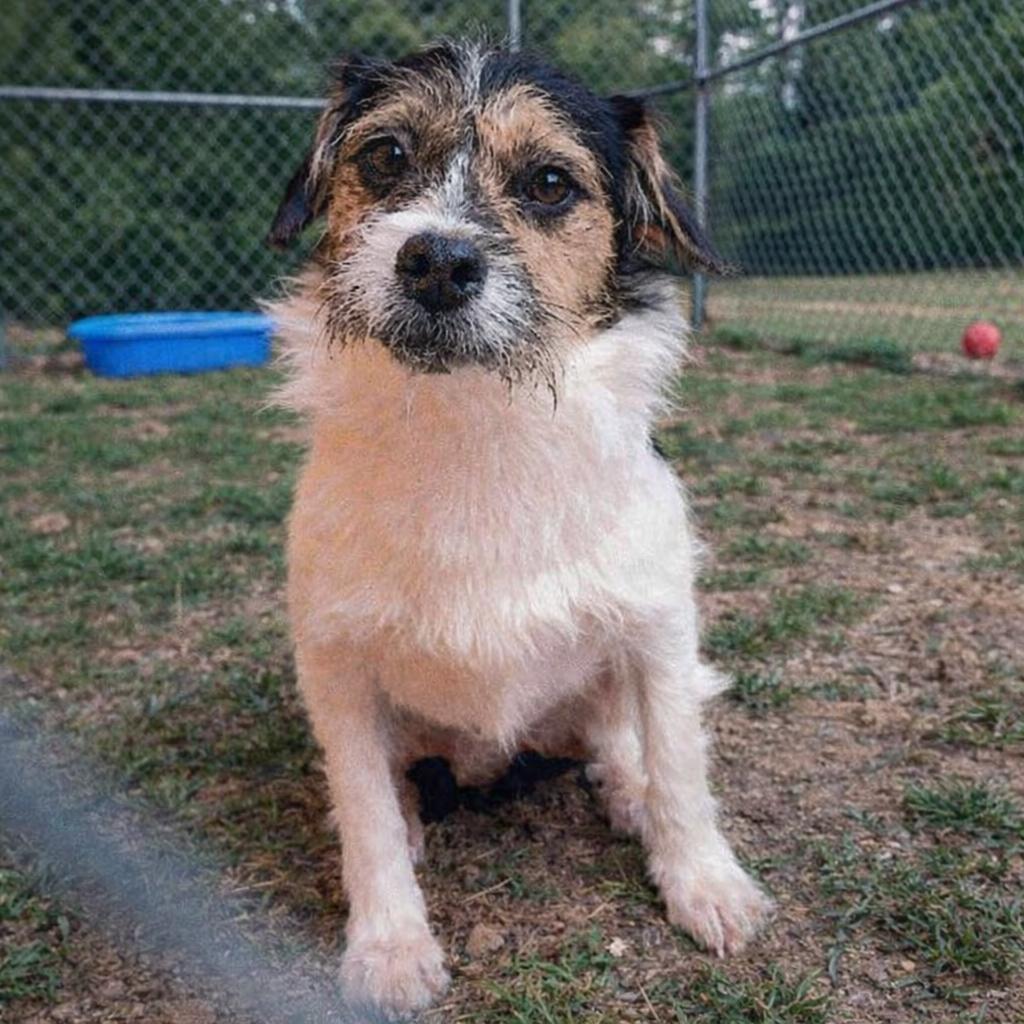 Igor, Adopted, Young Male Terrier.