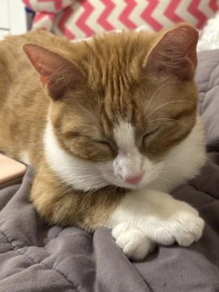 Enlarge Toothbrush, a Adoptable mixed breed in Madison, WI image 1/3