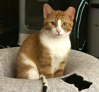 Enlarge Toothbrush, a Adoptable mixed breed in Madison, WI image 2/3