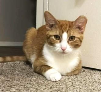 Enlarge Toothbrush, a Adoptable mixed breed in Madison, WI image 2/3
