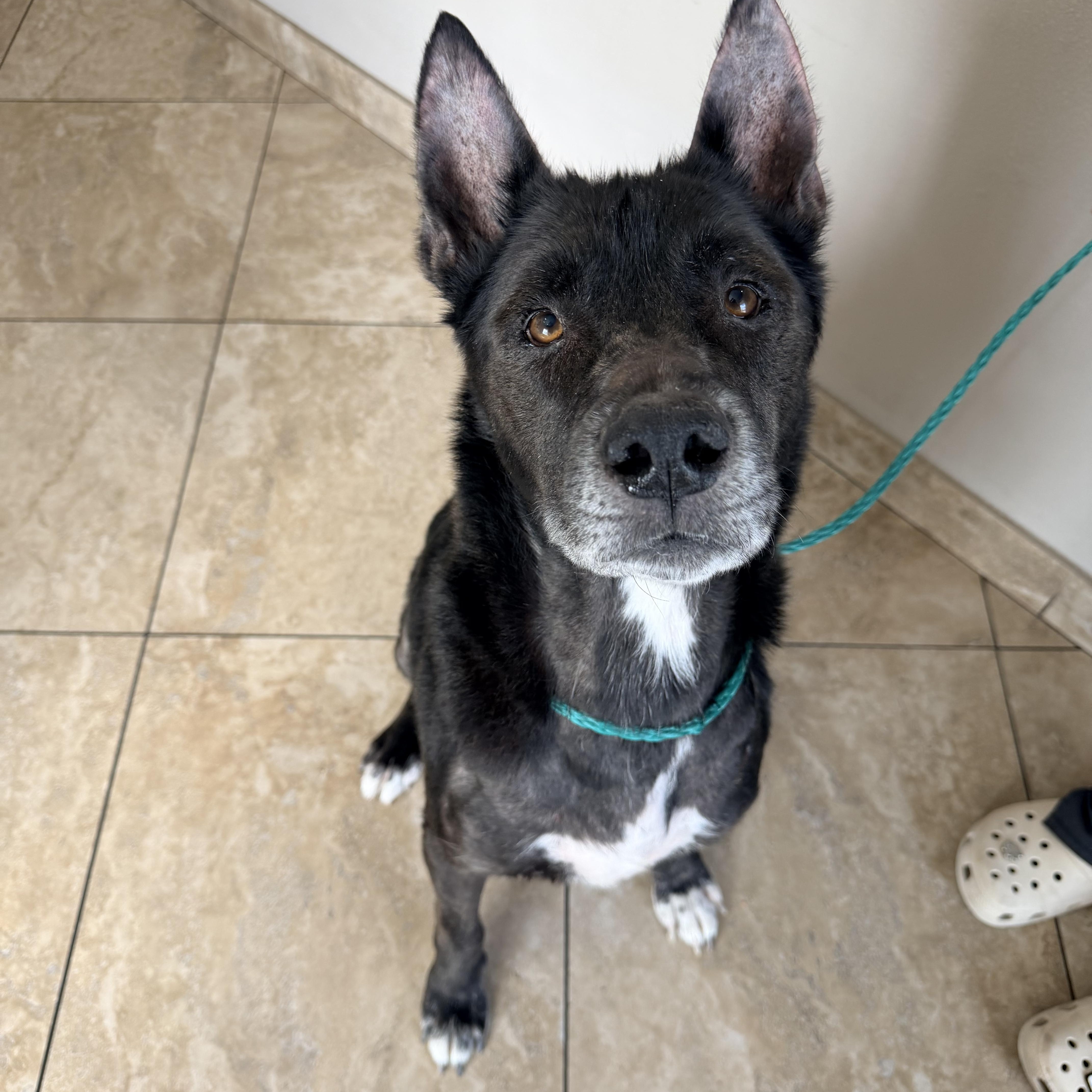Shadow, Adoptable, Senior Male Shepherd.