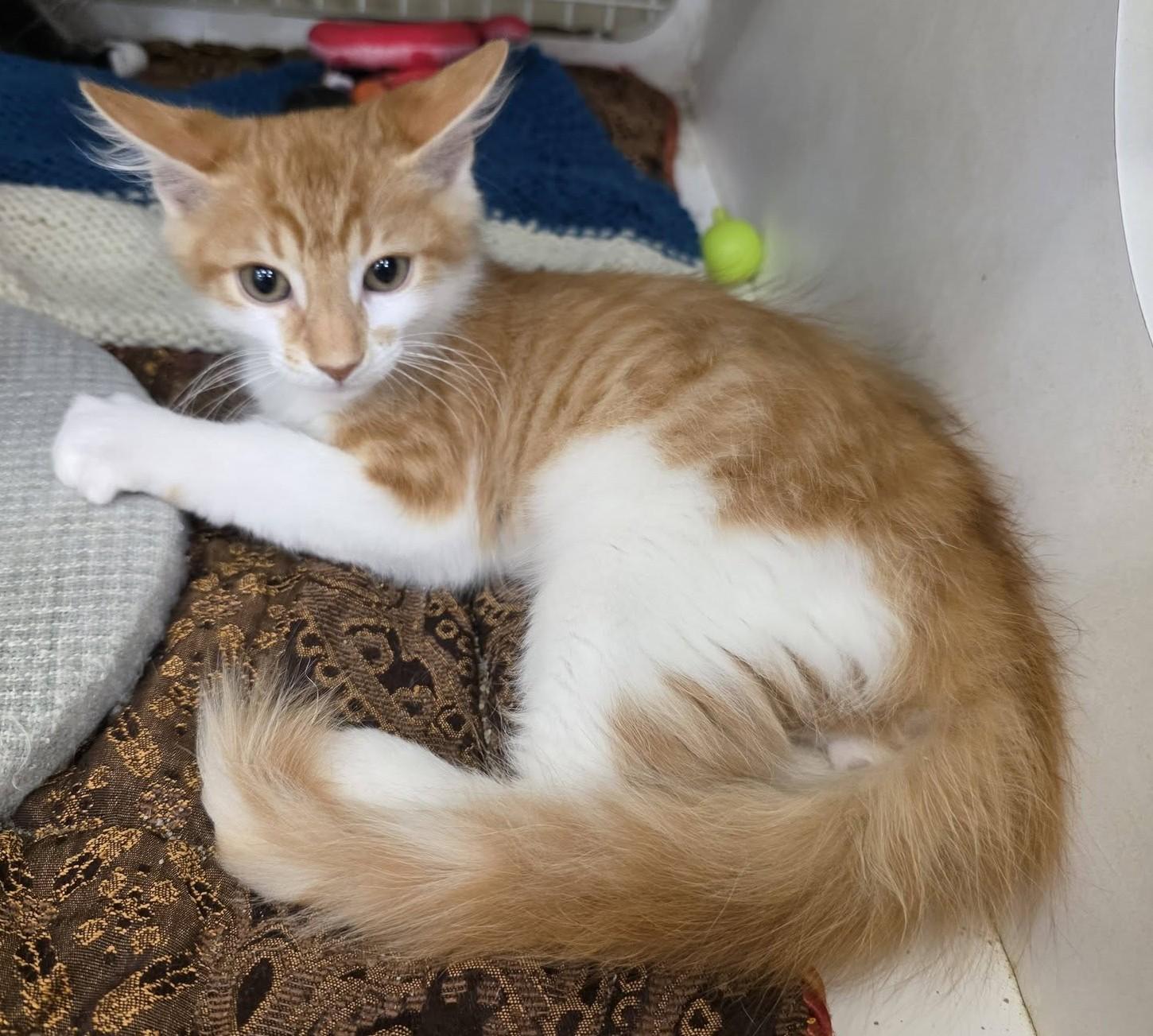 Benji, Adopted, Kitten Male Domestic Medium Hair.