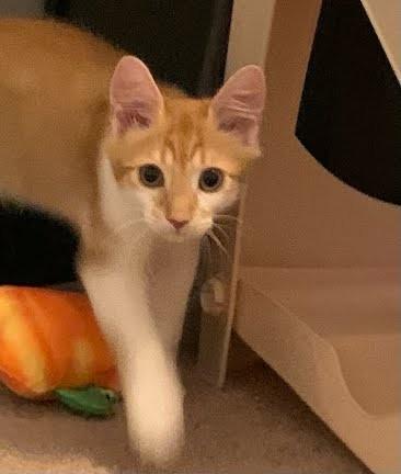 Enlarge Benji, a Adopted Domestic Medium Hair in Phoenix, AZ image 2/2