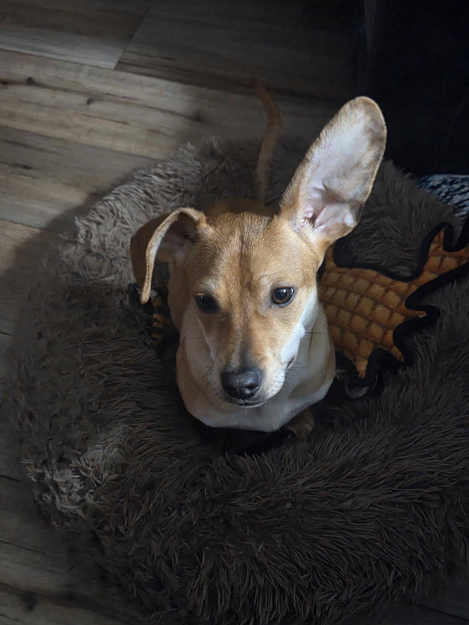 Radar, Adopted, Young Male Dachshund.