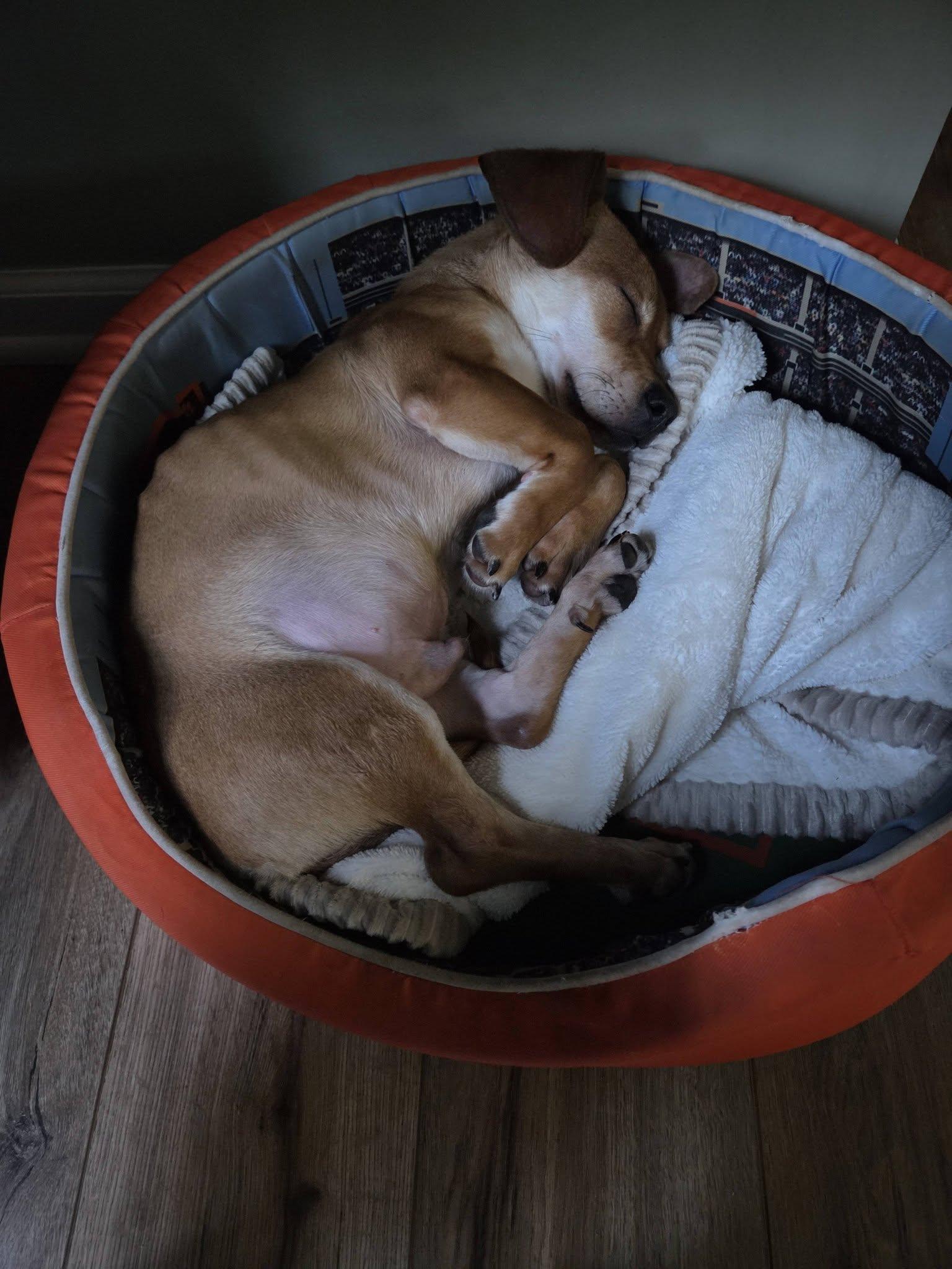 Enlarge Radar, a Adopted Dachshund in Greenville, SC image 2/3