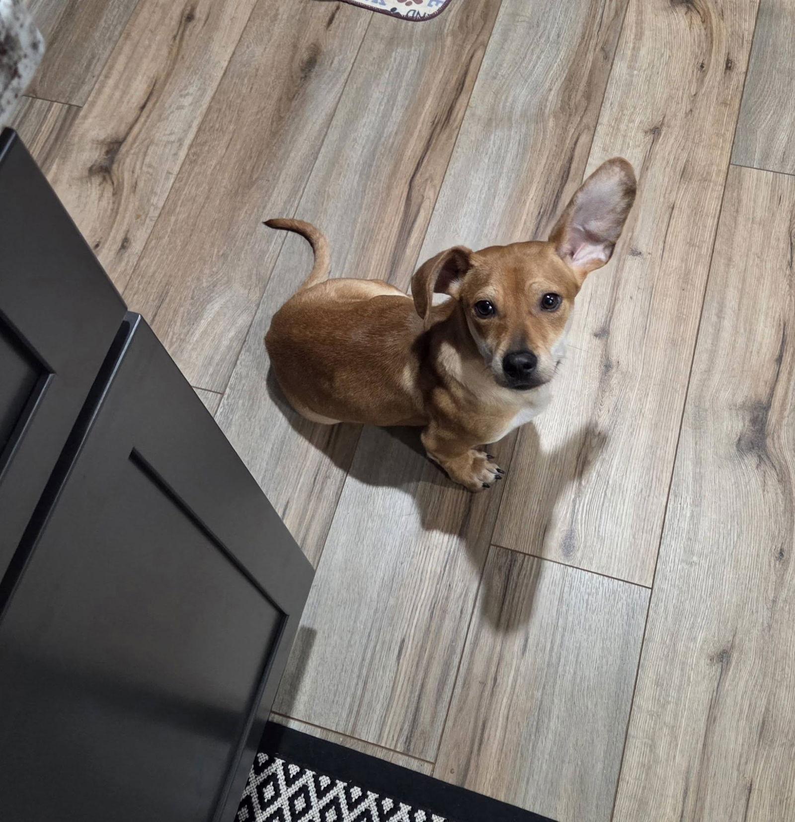 Enlarge Radar, a Adopted Dachshund in Greenville, SC image 3/3