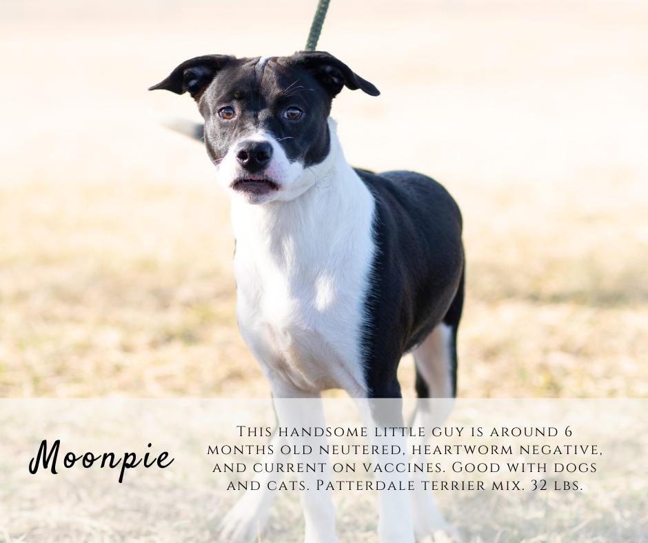 Moonpie, ADOPTABLE, Young Male Patterdale Terrier / Fell Terrier.