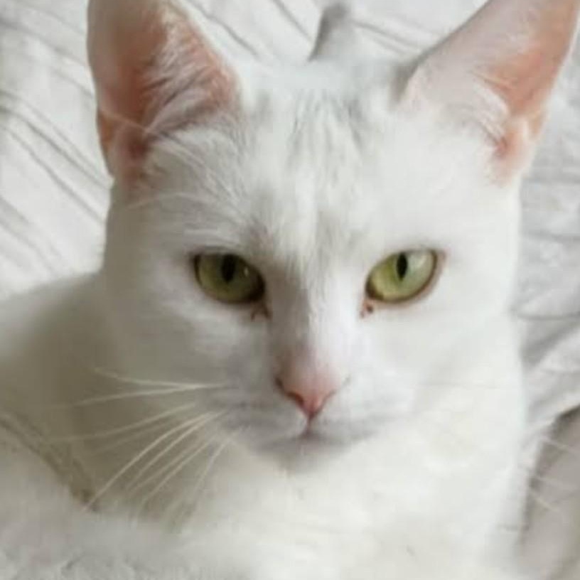 Enlarge Hedy Lamarr (f) 8yrs old White DSH, a Adoptable Domestic Short Hair in Ottawa, ON image 4/4