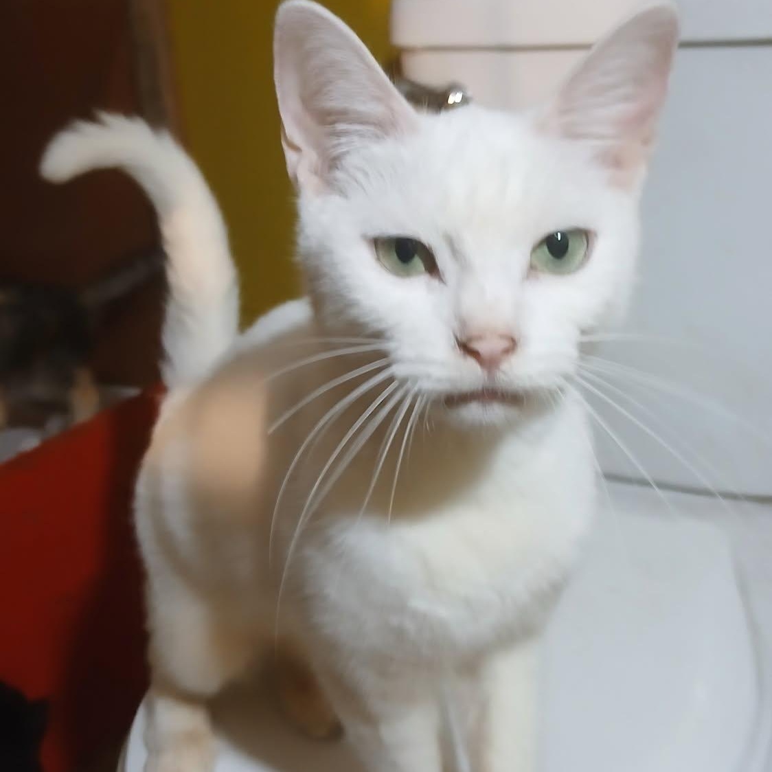 Enlarge Hedy Lamarr (f) 8yrs old White DSH, a Adoptable Domestic Short Hair in Ottawa, ON image 2/4