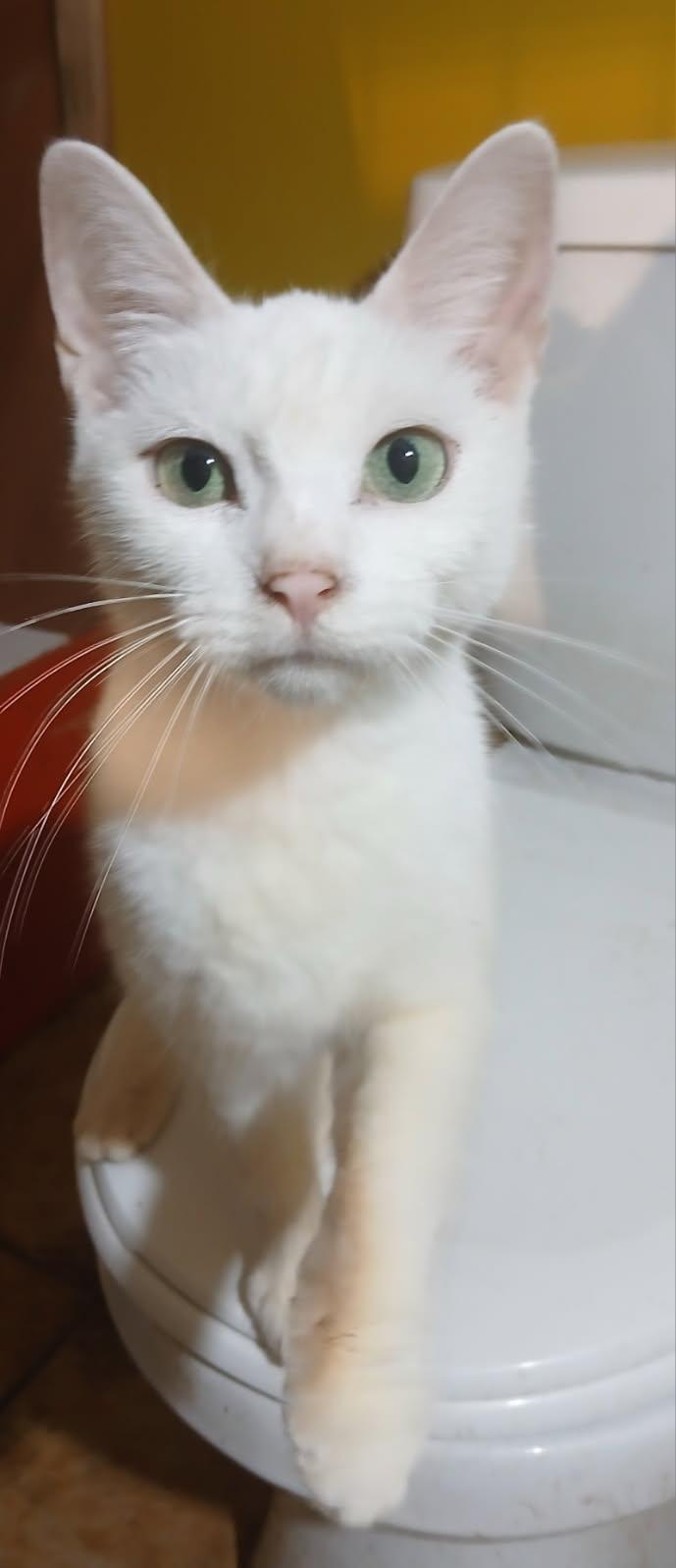 Enlarge Hedy Lamarr (f) 8yrs old White DSH, a Adoptable Domestic Short Hair in Ottawa, ON image 3/4