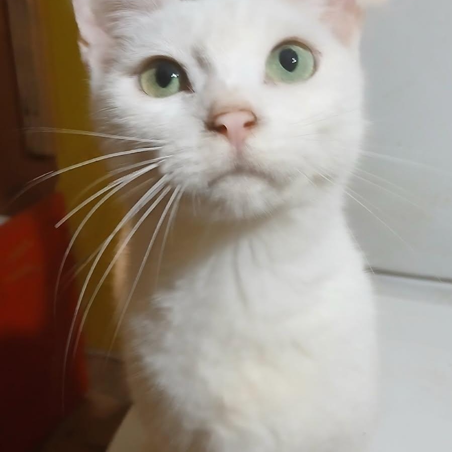 Enlarge Hedy Lamarr (f) 8yrs old White DSH, a Adoptable Domestic Short Hair in Ottawa, ON image 1/4