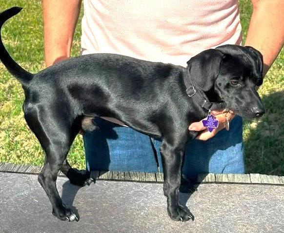 Enlarge Wralph TX, a Adoptable mixed breed in Boonton, NJ image 1/3