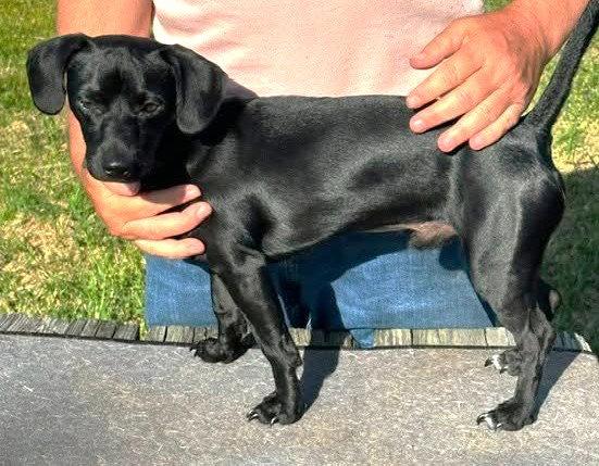 Enlarge Wralph TX, a Adoptable mixed breed in Boonton, NJ image 2/3