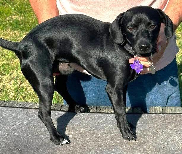 Enlarge Wralph TX, a Adoptable mixed breed in Boonton, NJ image 3/3
