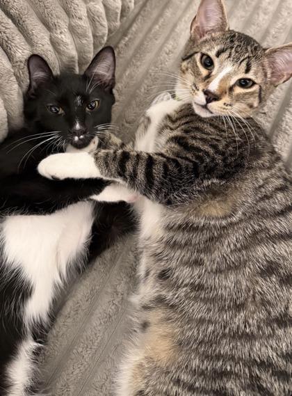 Ichabod Crane (Pounce Cat Cafe), Adoptable, Kitten Male Domestic Short Hair & Domestic Short Hair.