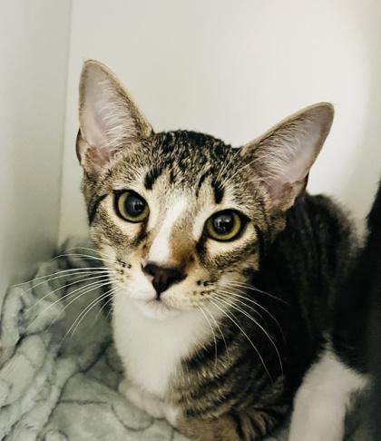 Enlarge Ichabod Crane (Pounce Cat Cafe), a Adoptable mixed breed in Savannah, GA image 2/3