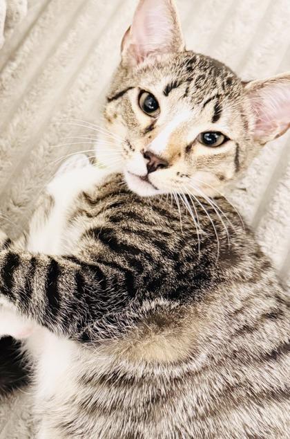 Enlarge Ichabod Crane (Pounce Cat Cafe), a Adoptable mixed breed in Savannah, GA image 3/3