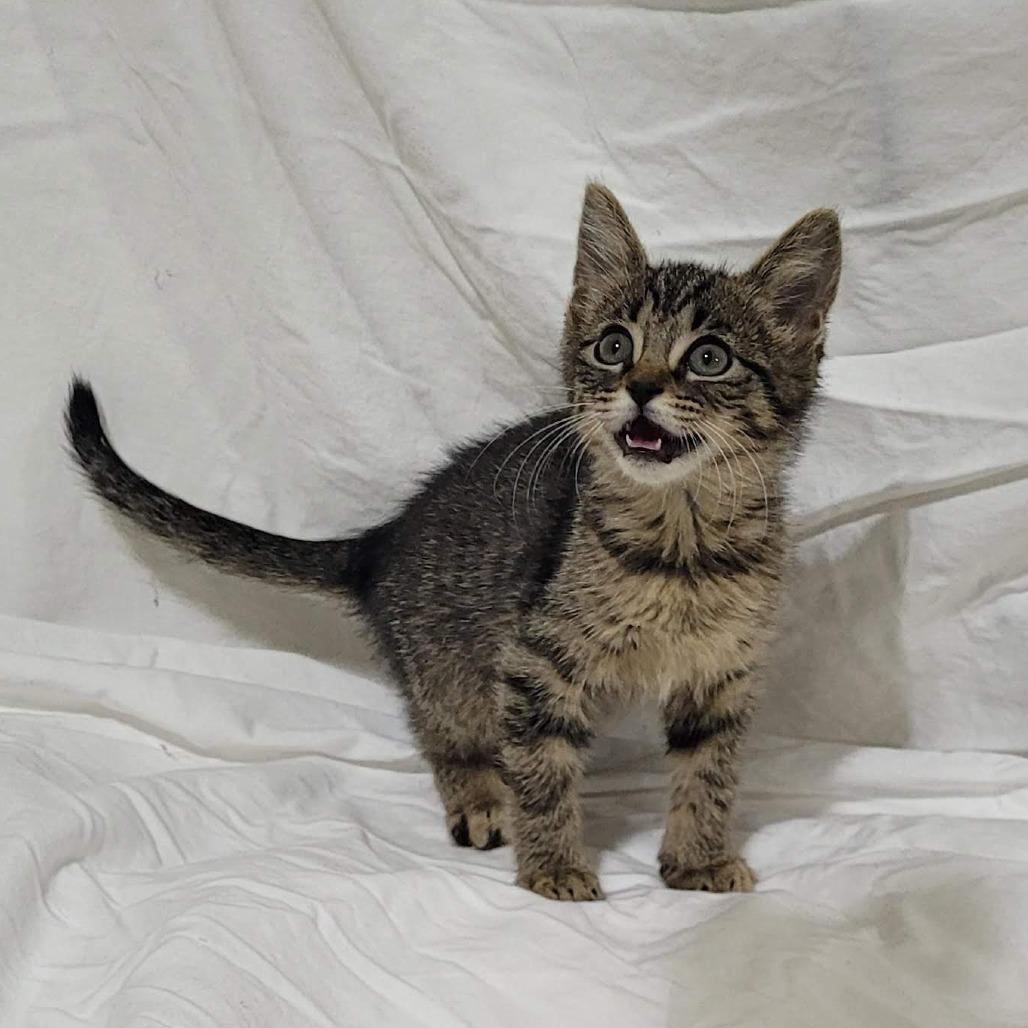 Rocket, Adoptable, Kitten Female Domestic Short Hair.