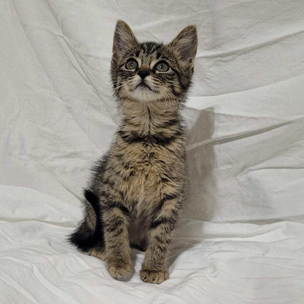 Enlarge Rocket, a Adoptable Domestic Short Hair in Traverse City, MI image 2/3