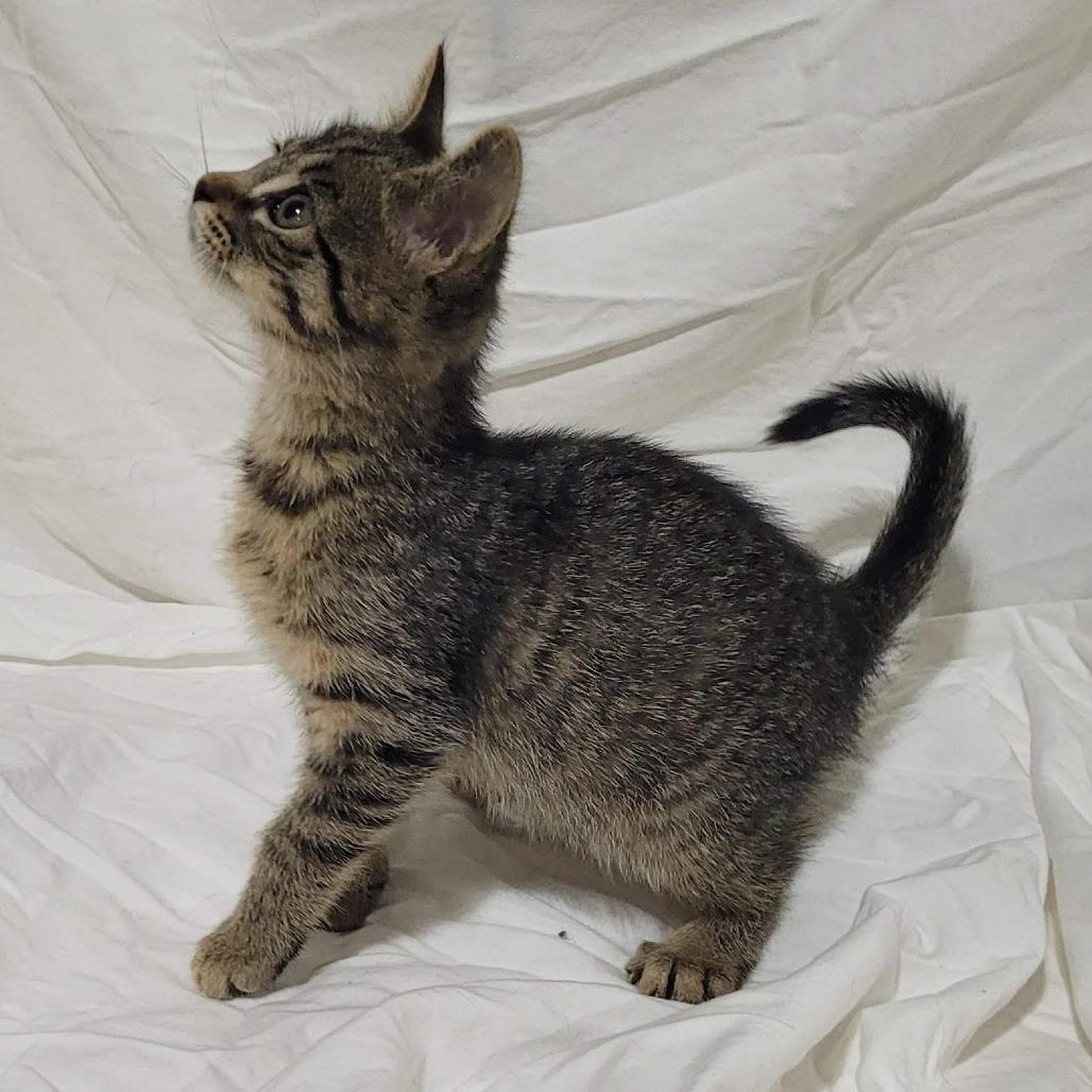 Enlarge Rocket, a Adoptable Domestic Short Hair in Traverse City, MI image 3/3