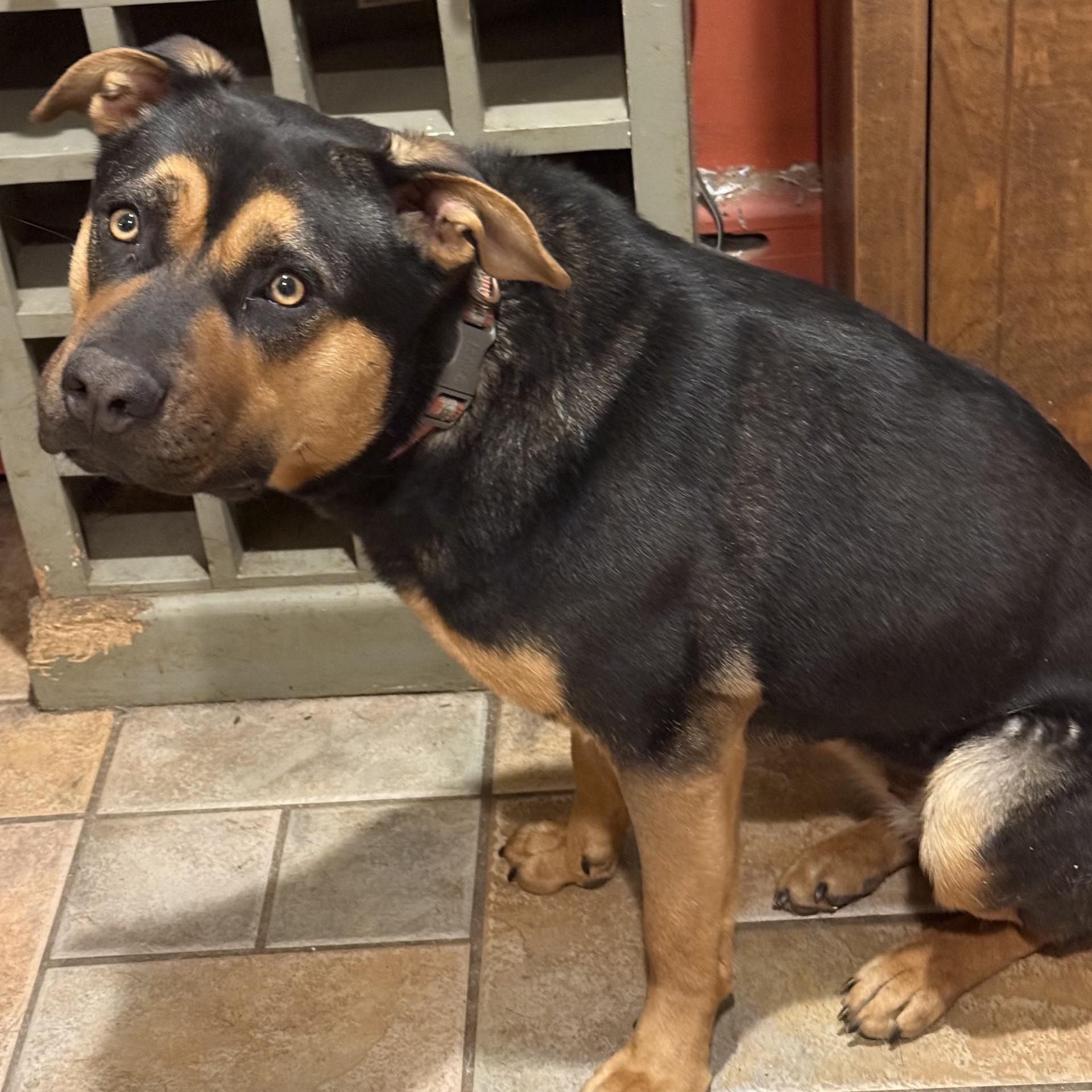 Enlarge Bella, a ADOPTABLE mixed breed in Danbury, CT image 3/4