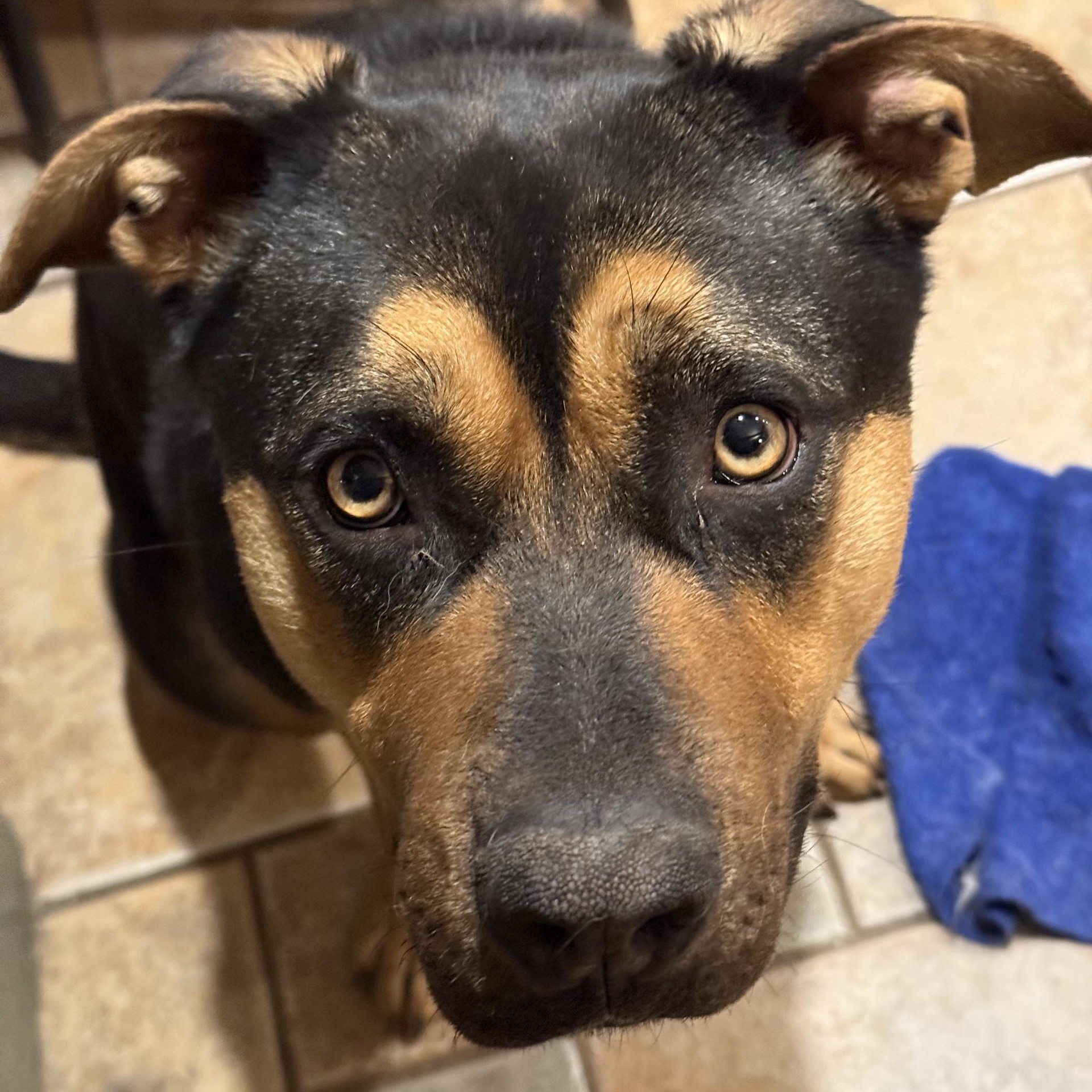 Enlarge Bella, a ADOPTABLE mixed breed in Danbury, CT image 2/4