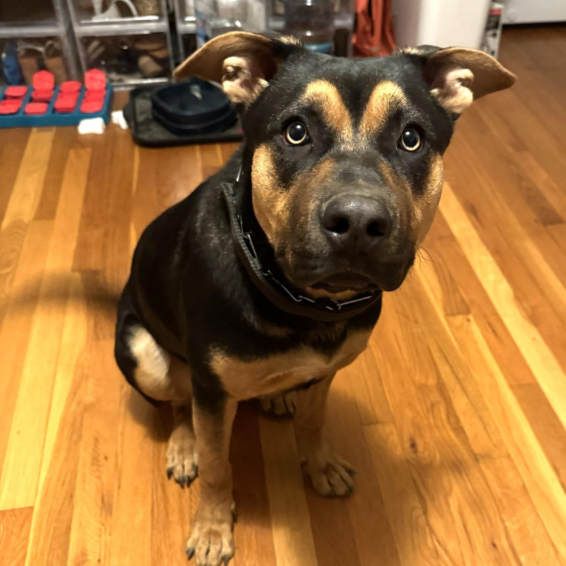 Enlarge Bella, a ADOPTABLE mixed breed in Danbury, CT image 1/4