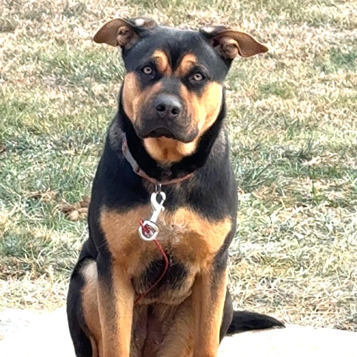 Enlarge Bella, a ADOPTABLE mixed breed in Danbury, CT image 4/4