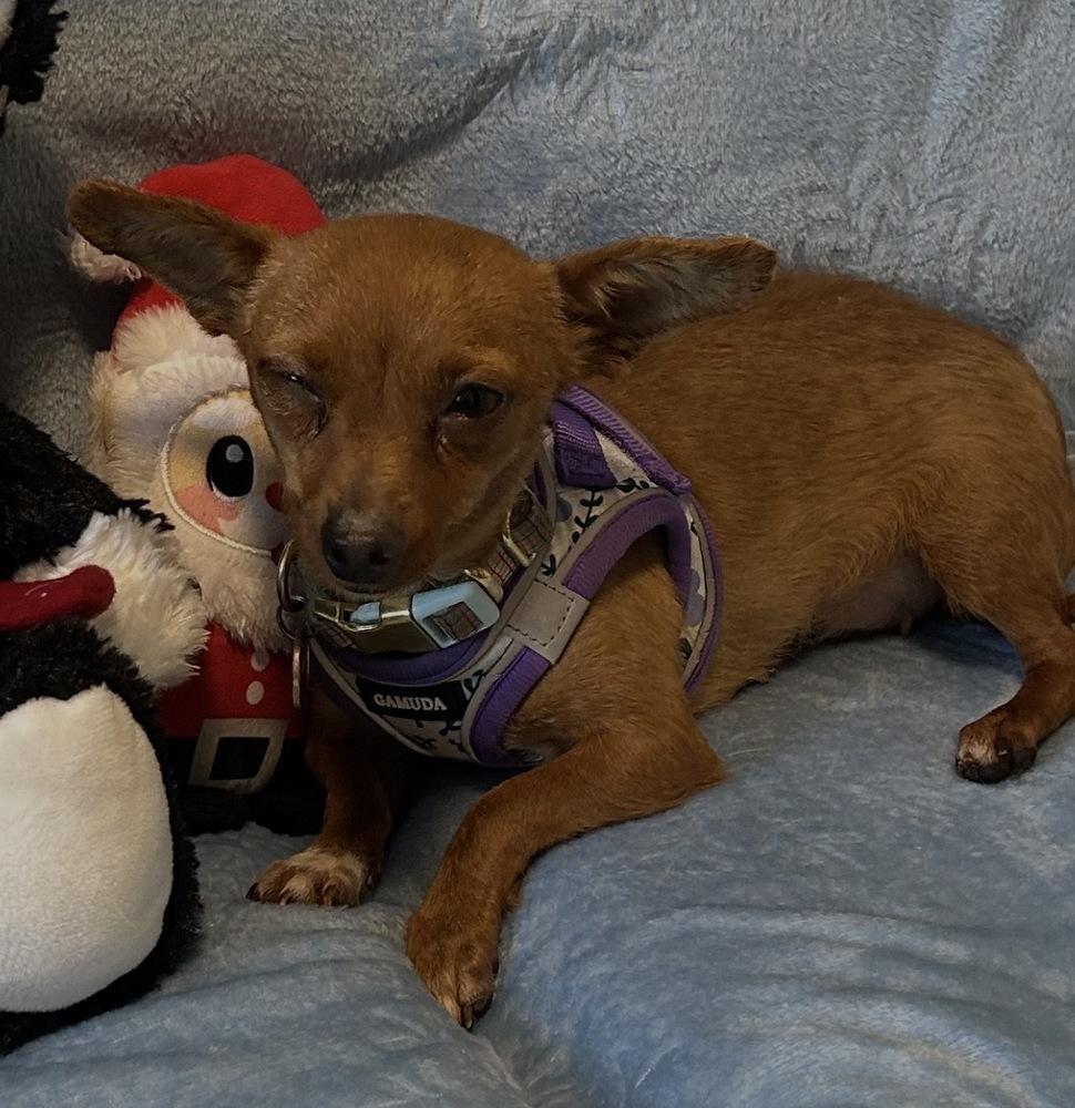 Enlarge Roo, a Adoptable mixed breed in Cedartown, GA image 1/1