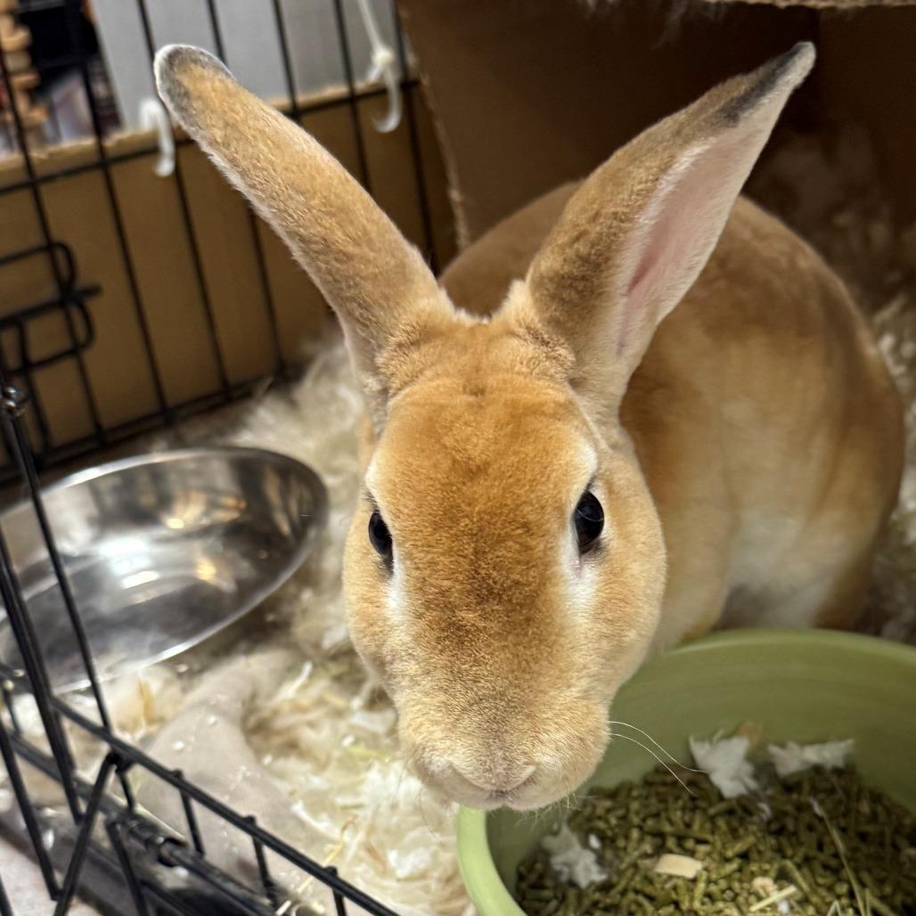 Apricot, Adoptable, Young Female Rex.