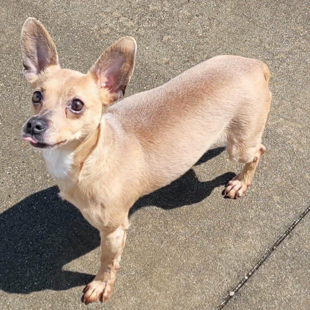 Enlarge Dawn! Cute Chi Girl!, a ADOPTABLE Chihuahua in Meriden, CT image 4/6