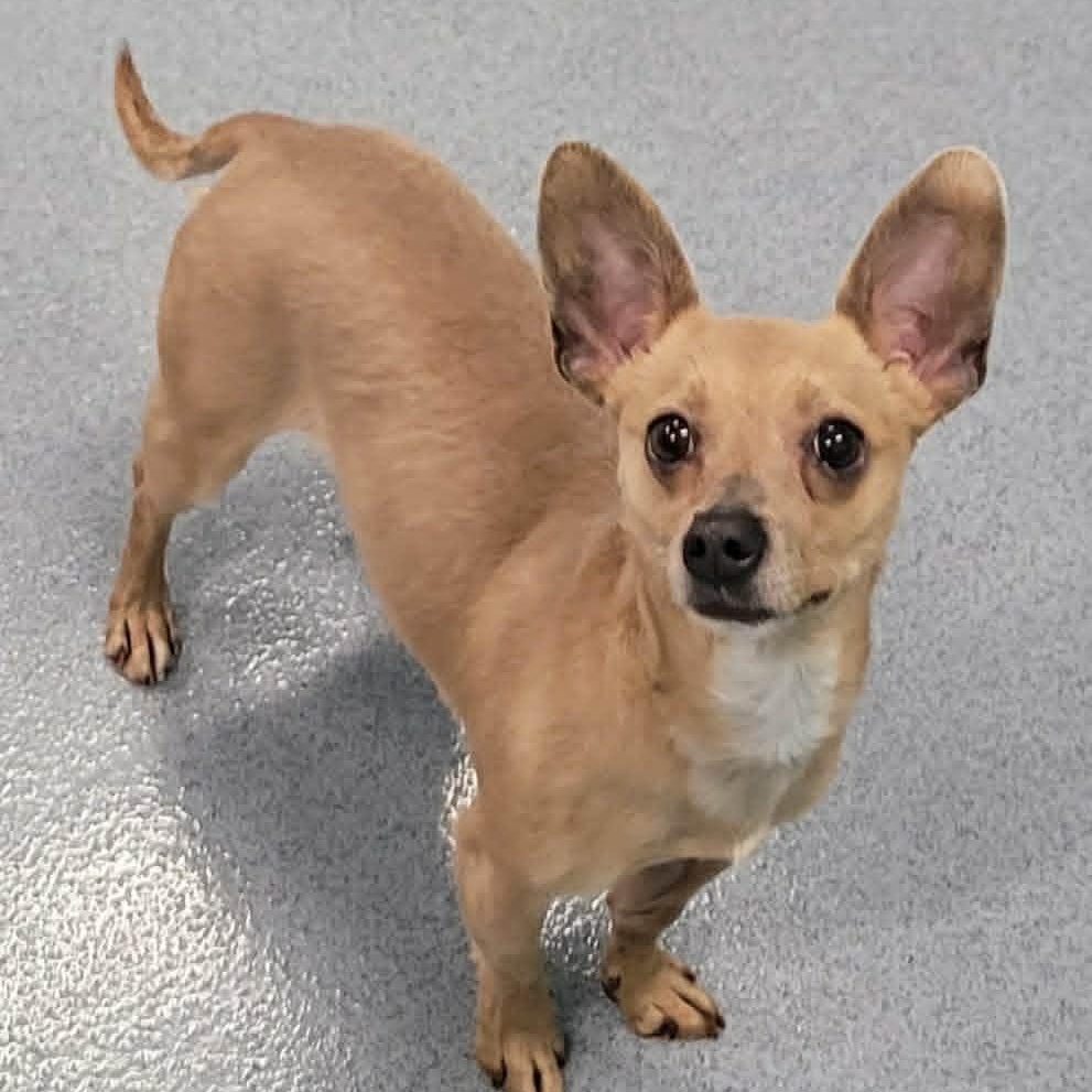 Enlarge Dawn! Cute Chi Girl!, a ADOPTABLE Chihuahua in Meriden, CT image 1/6
